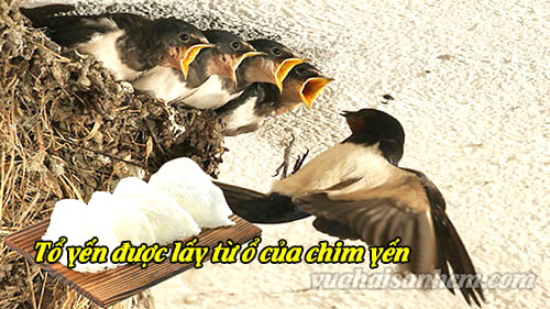 Tổ yến sào là gì? Công dụng của tổ yến sào