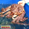 cua-hoang-de-king-crab - ảnh nhỏ  1